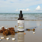Succus - Bladderwrack Herbal Extract | Seaweed Mineral Support - Alcohol Free / 1 fl oz